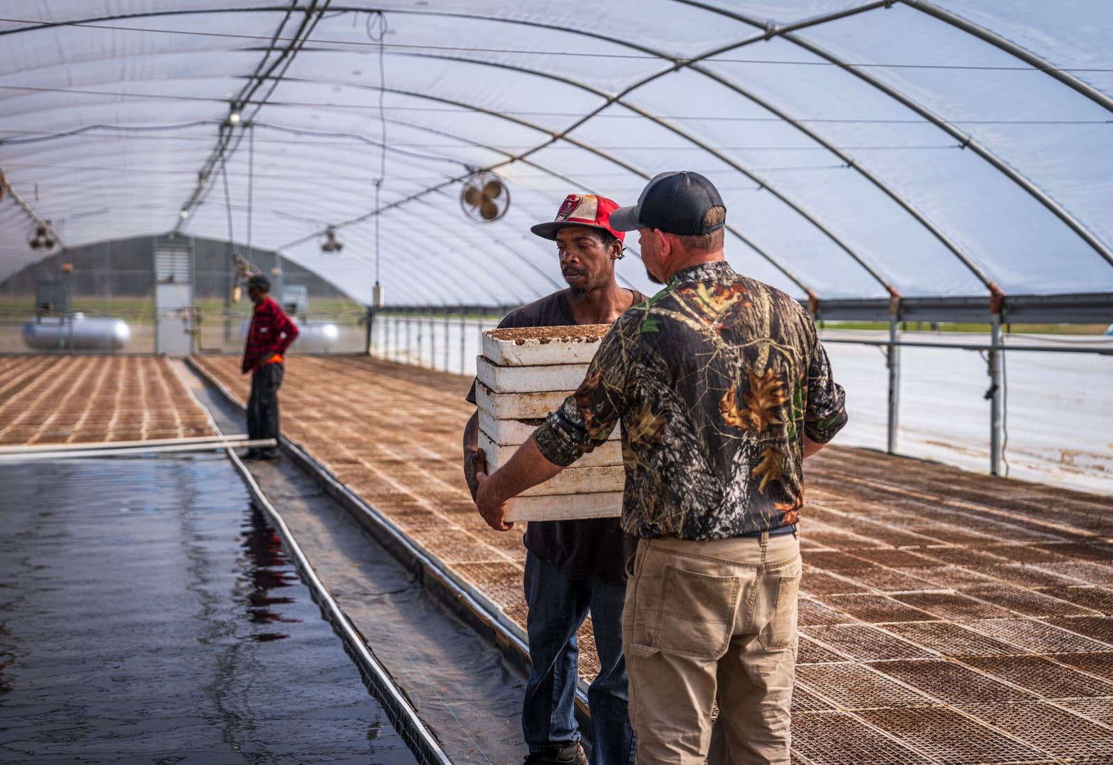 Greenhouse team carrying trays through a working farm structure
